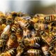 Chitin - přírodní zázrak nebo nebezpečí? Fakta, výzkumy a mýty o chitinu